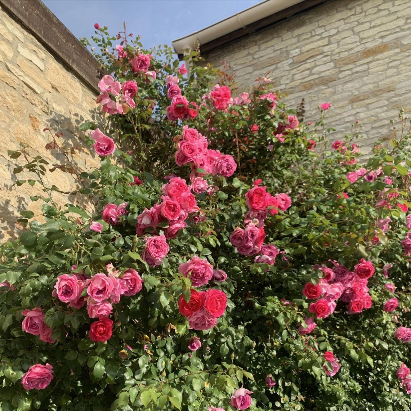 La Cour Des Delices Bed & Breakfast Gigny  Exterior photo